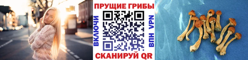 Псилоцибиновые грибы ЛСД  Электрогорск 